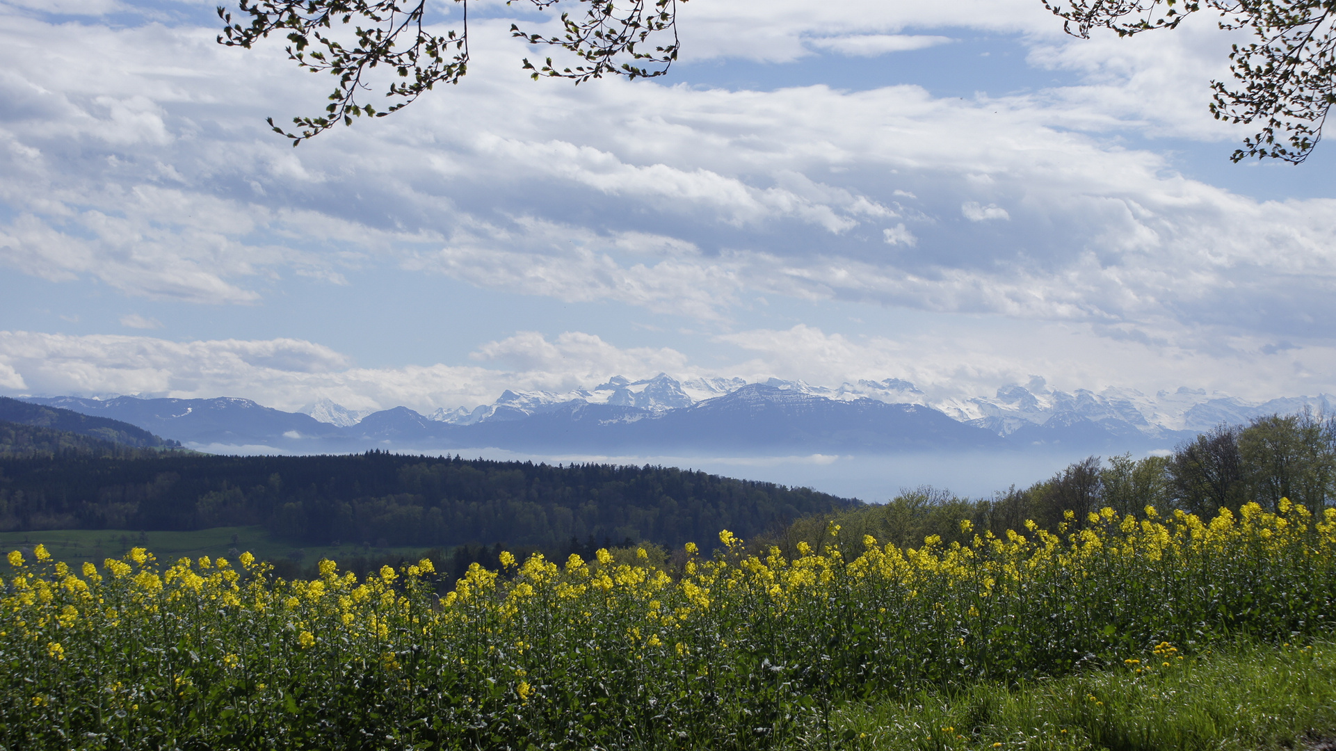 Schweizer Alpenpanorama