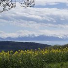 Schweizer Alpenpanorama