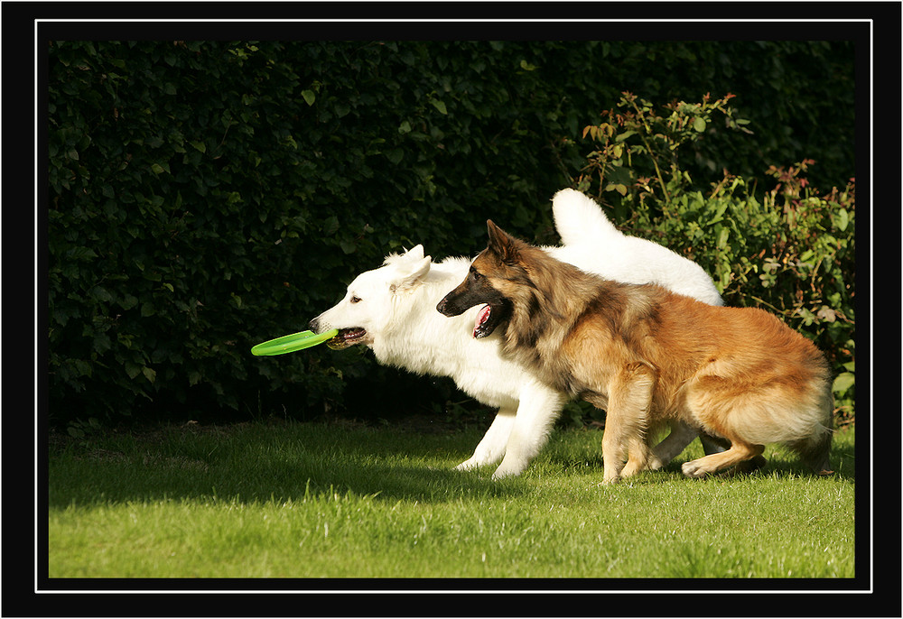 SCHWEIZER & BELGIER IN ACTION :o))