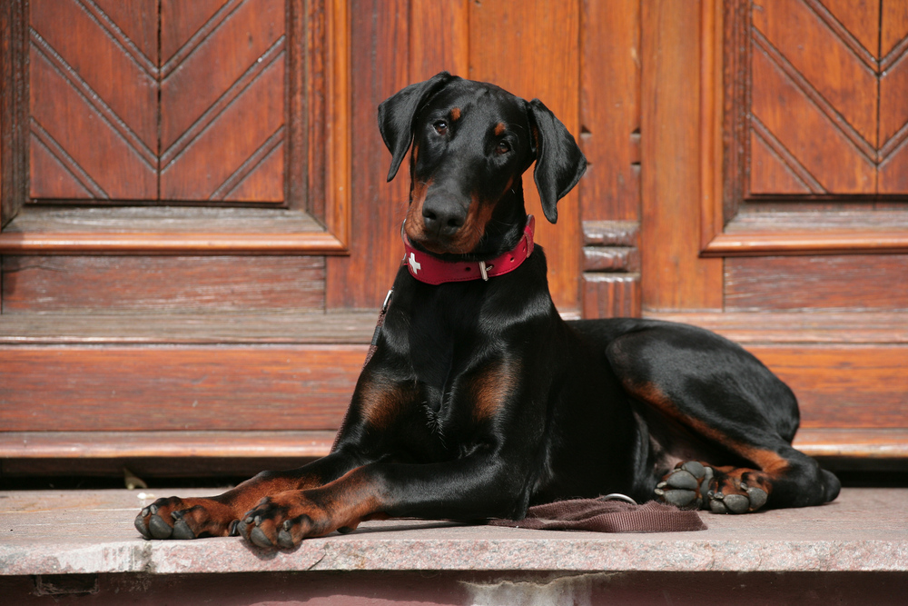 Schweizer Dobermann