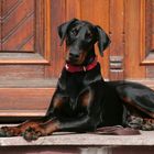 Schweizer Dobermann