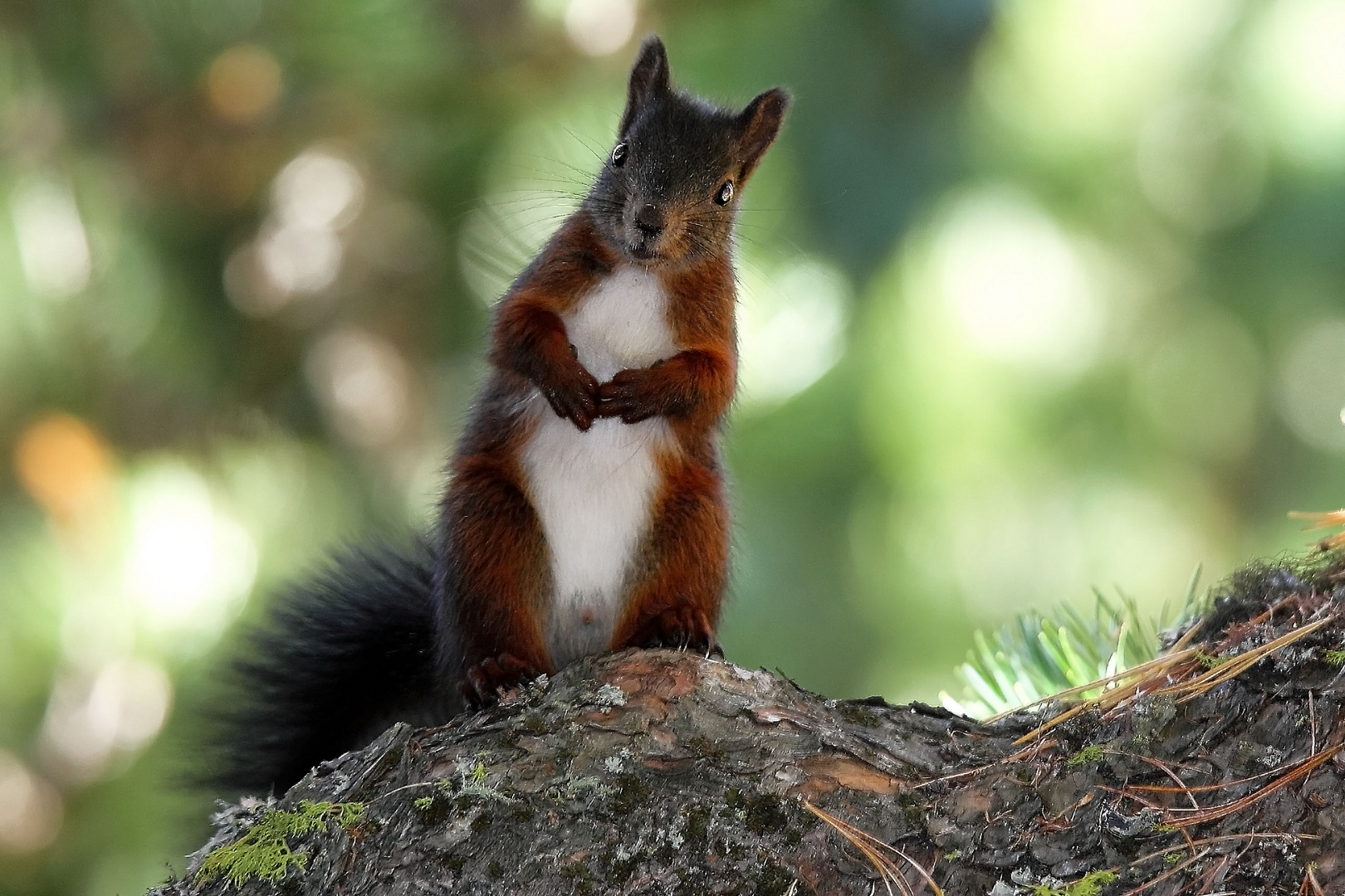 Schweizer Hörnchen