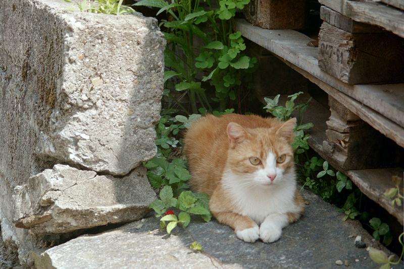 Schweizer Katze