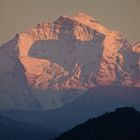 Schweizer Kreuz auf der Jungfrau im Alpenglühn