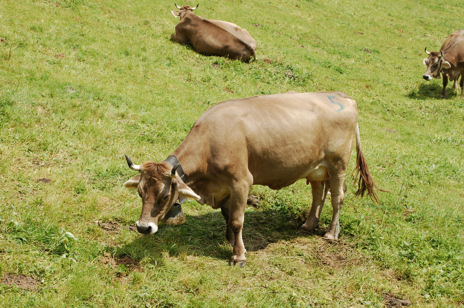 Schweizer Kühe