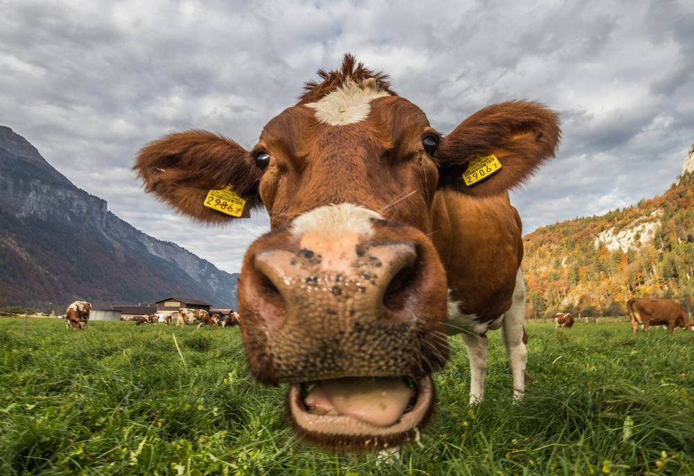 Schweizer Kuh Foto & Bild tiere, haustiere, nutztiere Bilder auf