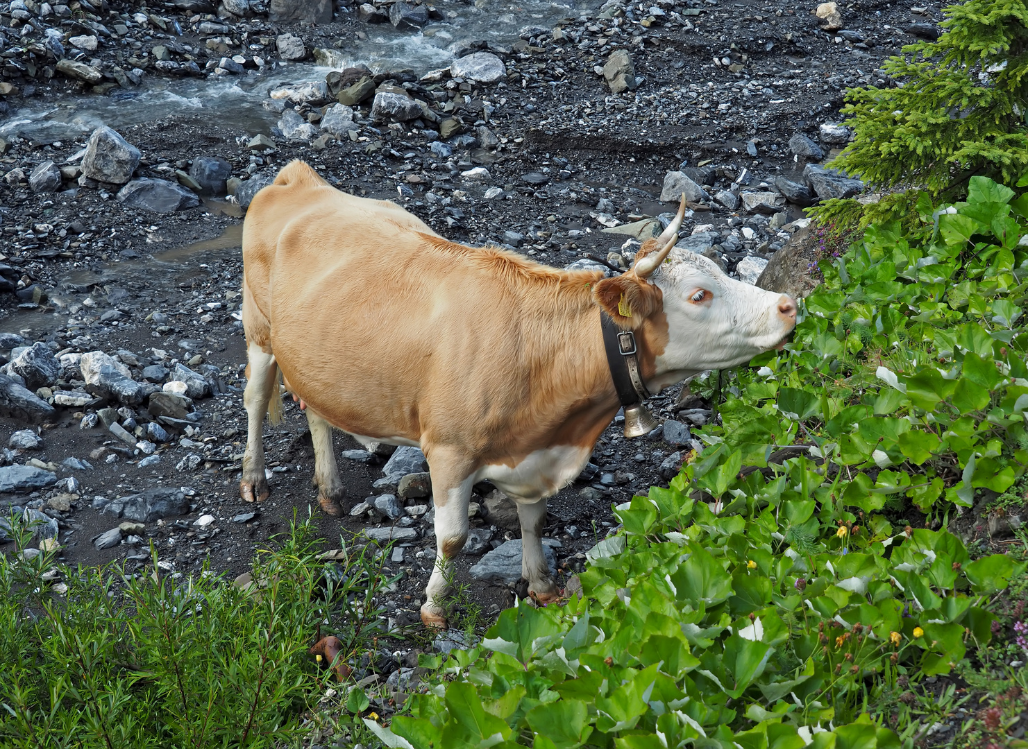 Schweizer Kuh mit Hörnern am Bergbach. - Une vache suisse dans un lit de ruisseau de montagne... 