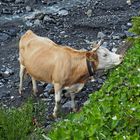 Schweizer Kuh mit Hörnern am Bergbach. - Une vache suisse dans un lit de ruisseau de montagne... 