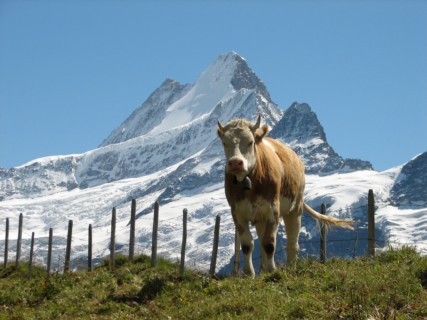 Schweizer Kuh vor dem Schreckhorn