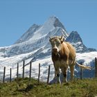 Schweizer Kuh vor dem Schreckhorn