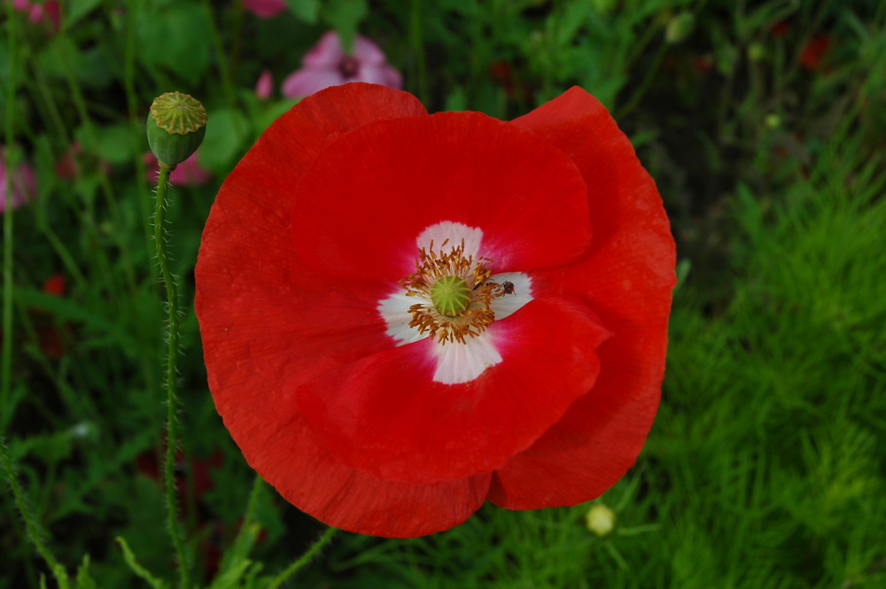 Schweizer Mohn