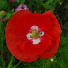 Schweizer Mohn