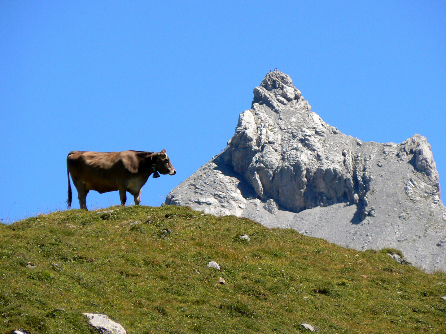 Schweizer Osborne Stier/Kuh