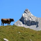 Schweizer Osborne Stier/Kuh