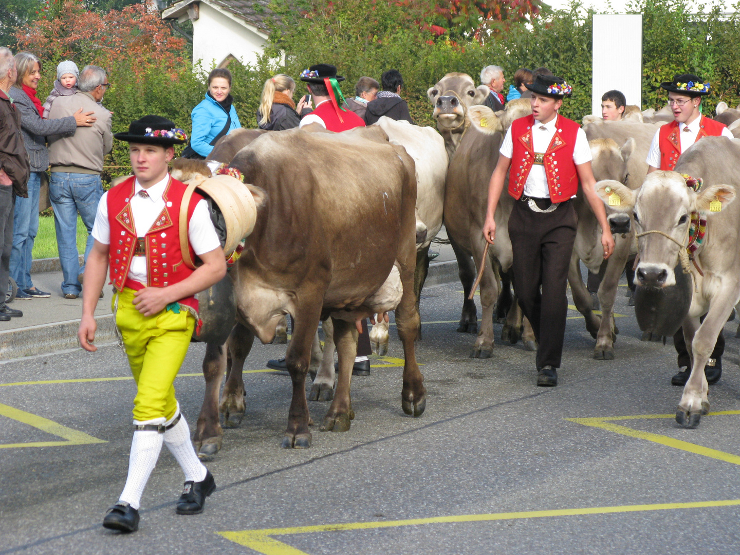 Schweizer regionale Viehschau in St. GallenHaggen Foto & Bild