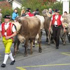 Schweizer regionale Viehschau in St. Gallen-Haggen