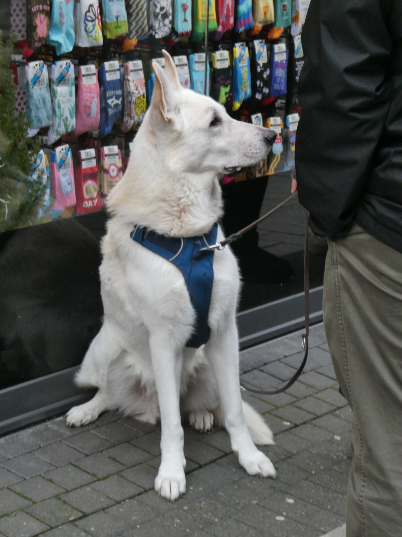 Schweizer Schäferhund