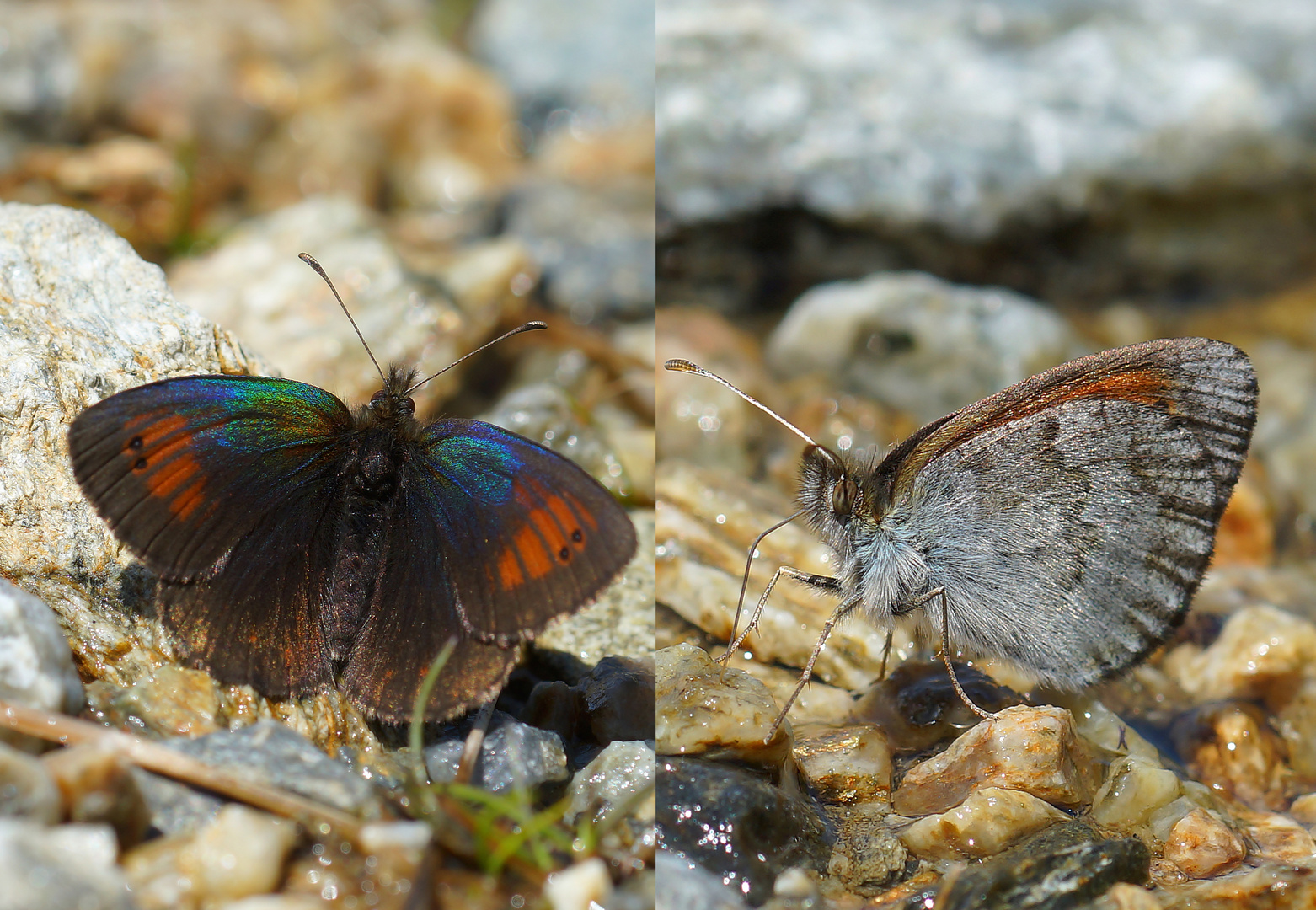 Schweizer Schillernder Mohrenfalter (Erebia tyndarus)