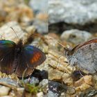 Schweizer Schillernder Mohrenfalter (Erebia tyndarus)