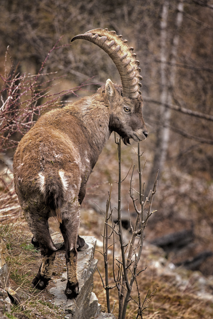 Schweizer Steinbock