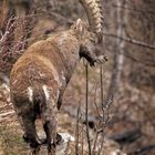 Schweizer Steinbock