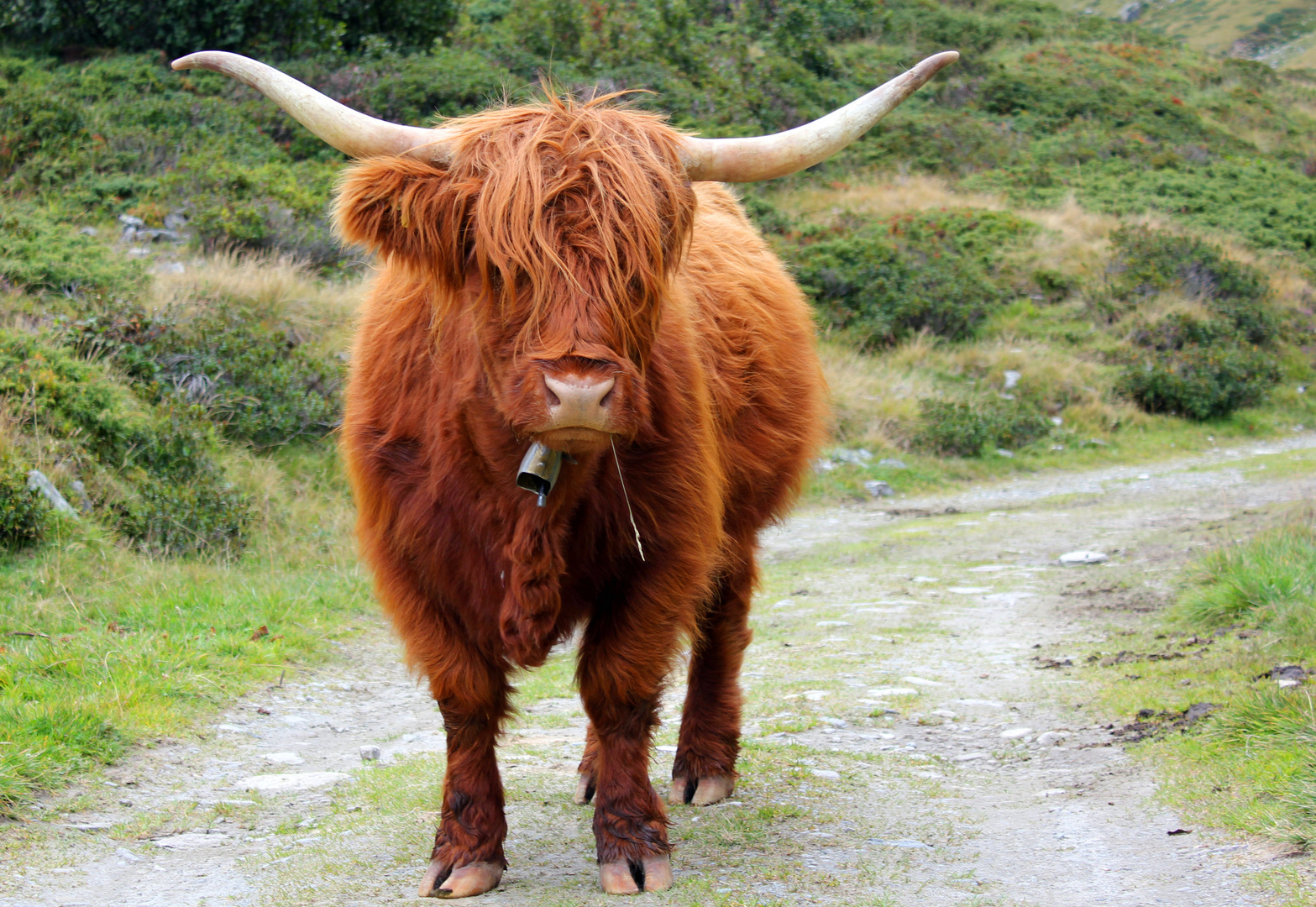 "Schweizer" Stier mit Strohhalm im Maul