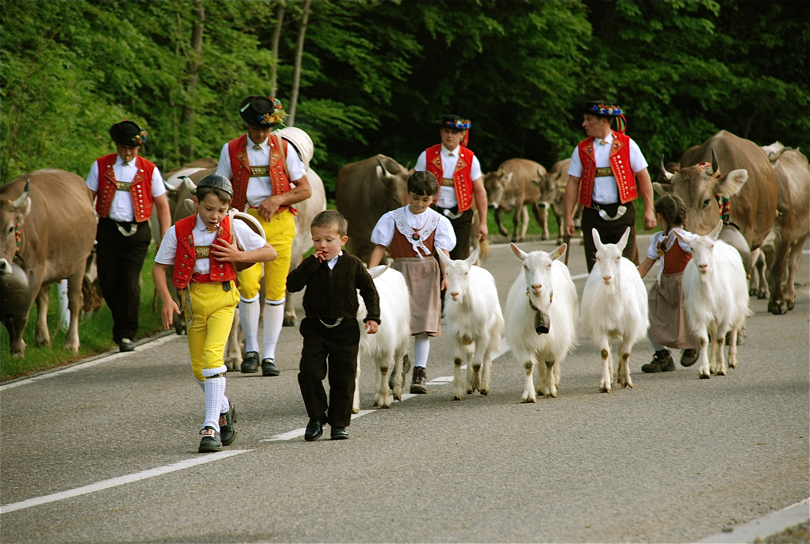 Schweizer Tradition Alpaufzug