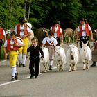 Schweizer Tradition Alpaufzug