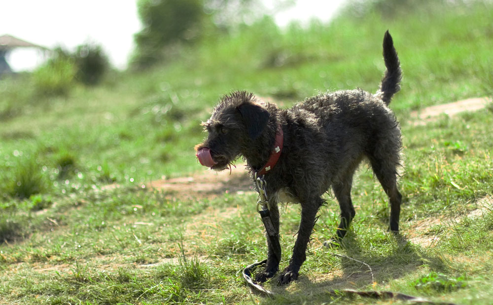 < Schweizer Wasserhund >