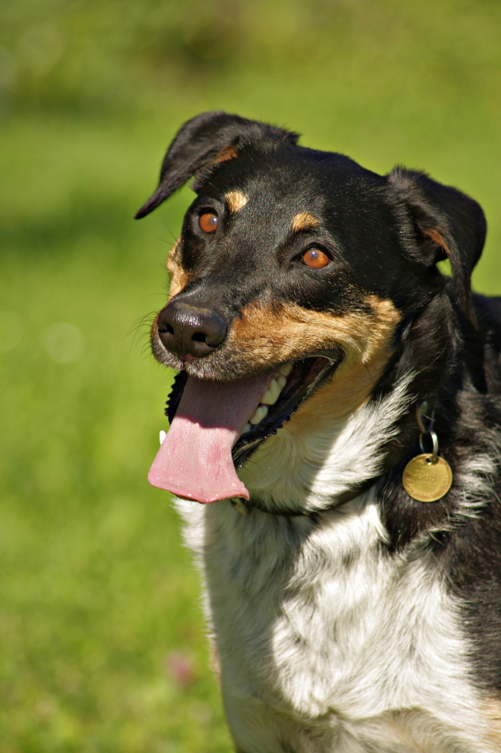 Schweizersennenhund-mix