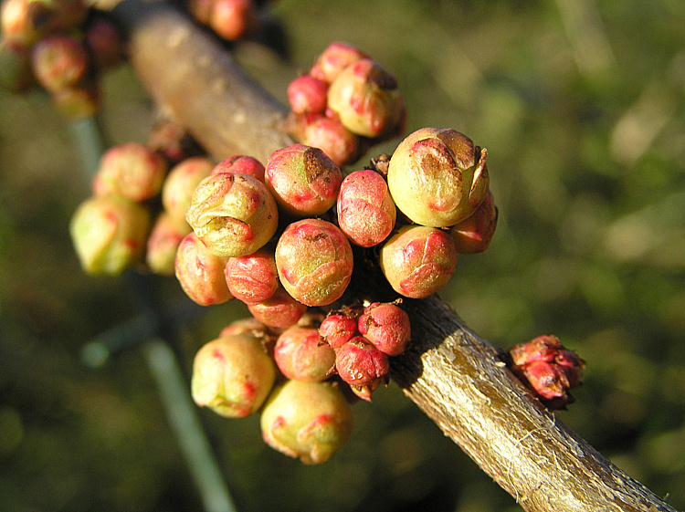 Schwellende Knospen...