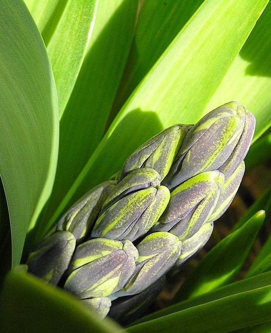 Schwellende Knospen der blauen Hyazinthe