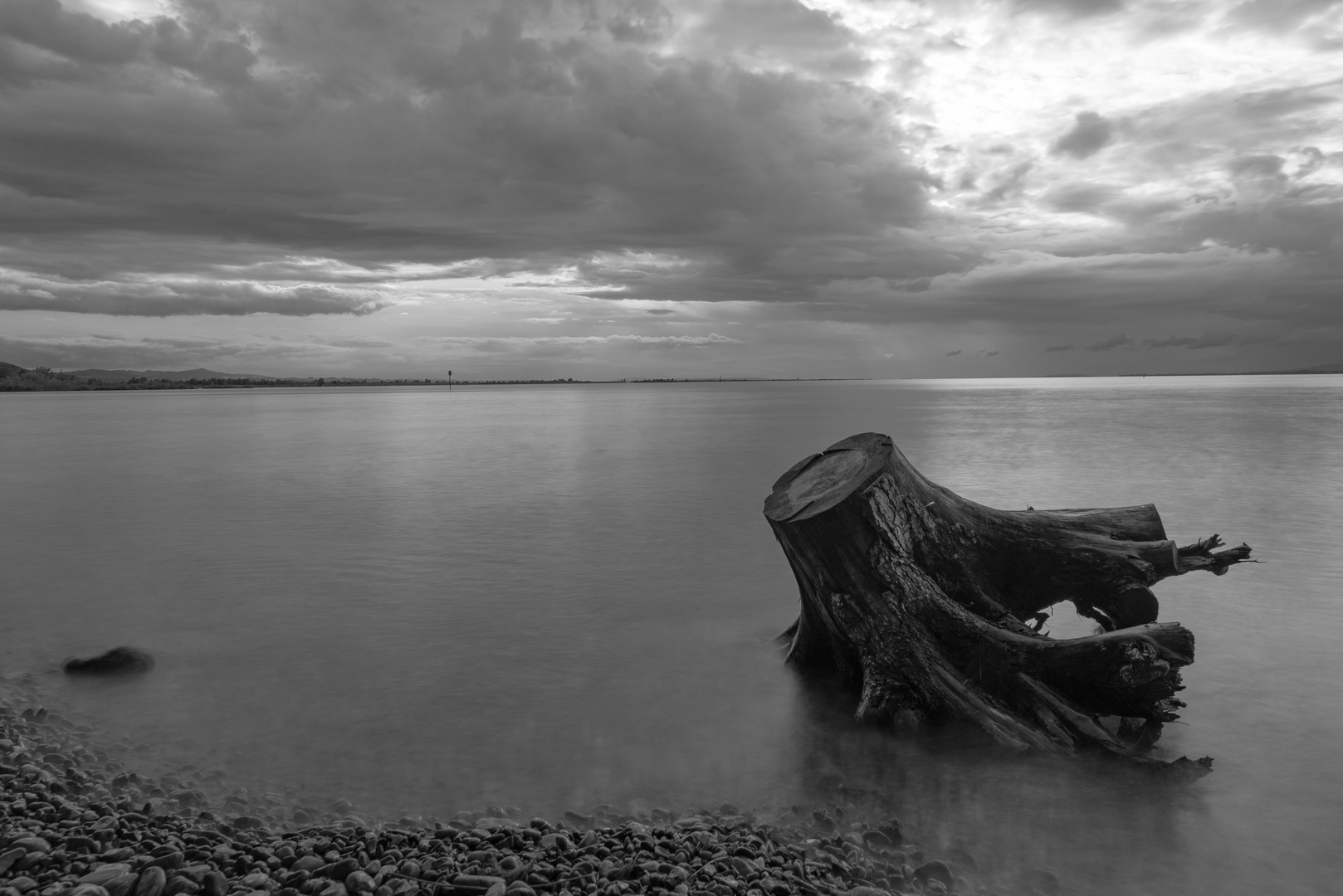 Schwemmholz Foto & Bild pflanzen, pilze & flechten, landschaft, bäume