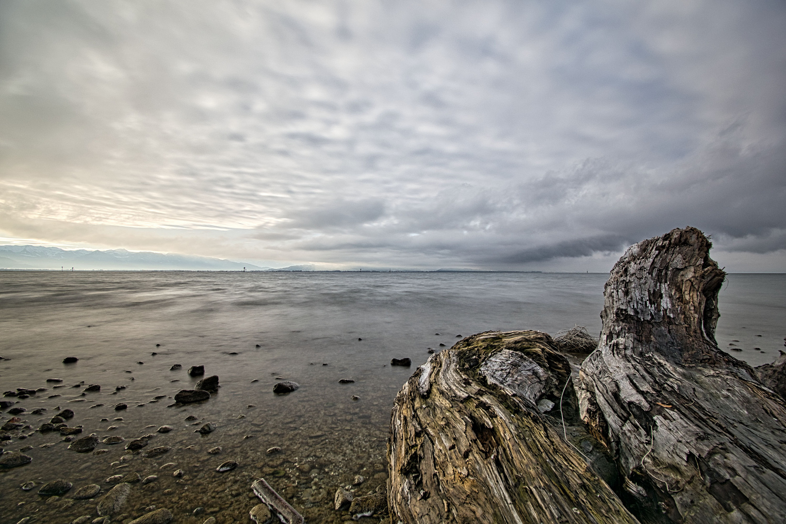 Schwemmholz am Bodensee