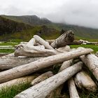 Schwemmholz am Strand von Arnes- Nordfjördur