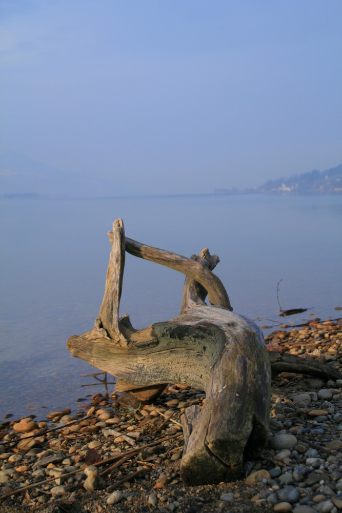 Schwemmholz am Zürichsee, die Zweite.