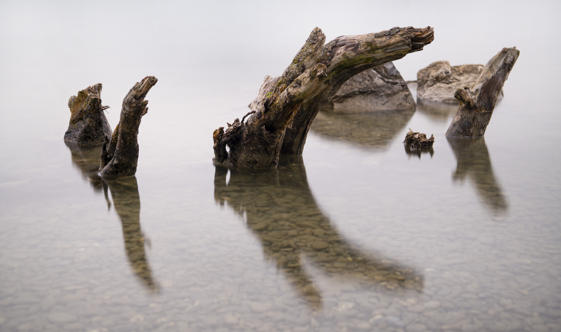 Schwemmholz an der Aare 