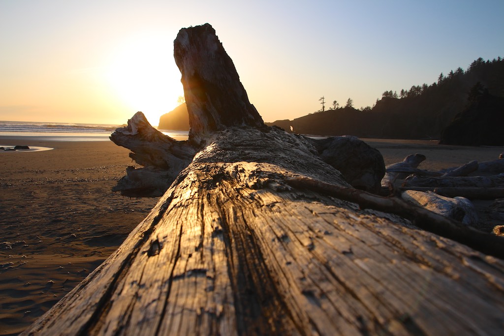 Schwemmholz bei La Push, Washington.