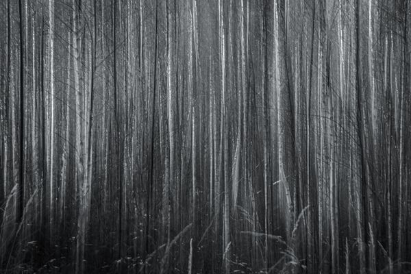 Schwenker im Birkenwald