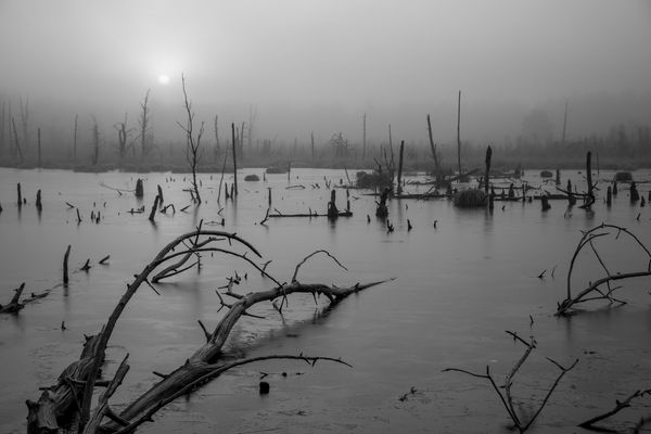 Schwenninger Moorlandschaft
