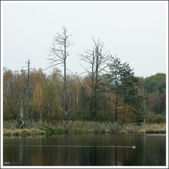 Schwenninger Moos-011-Q