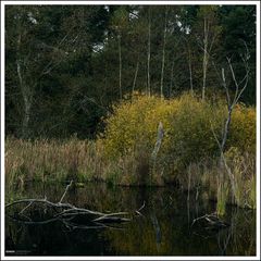 Schwenninger Moos-018-Q