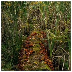 Schwenninger Moos-019-Q
