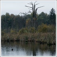 Schwenninger Moos-028-Q