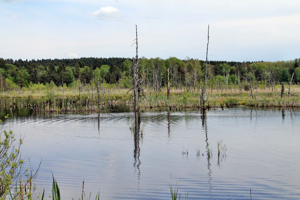 Schwenninger Moos 2