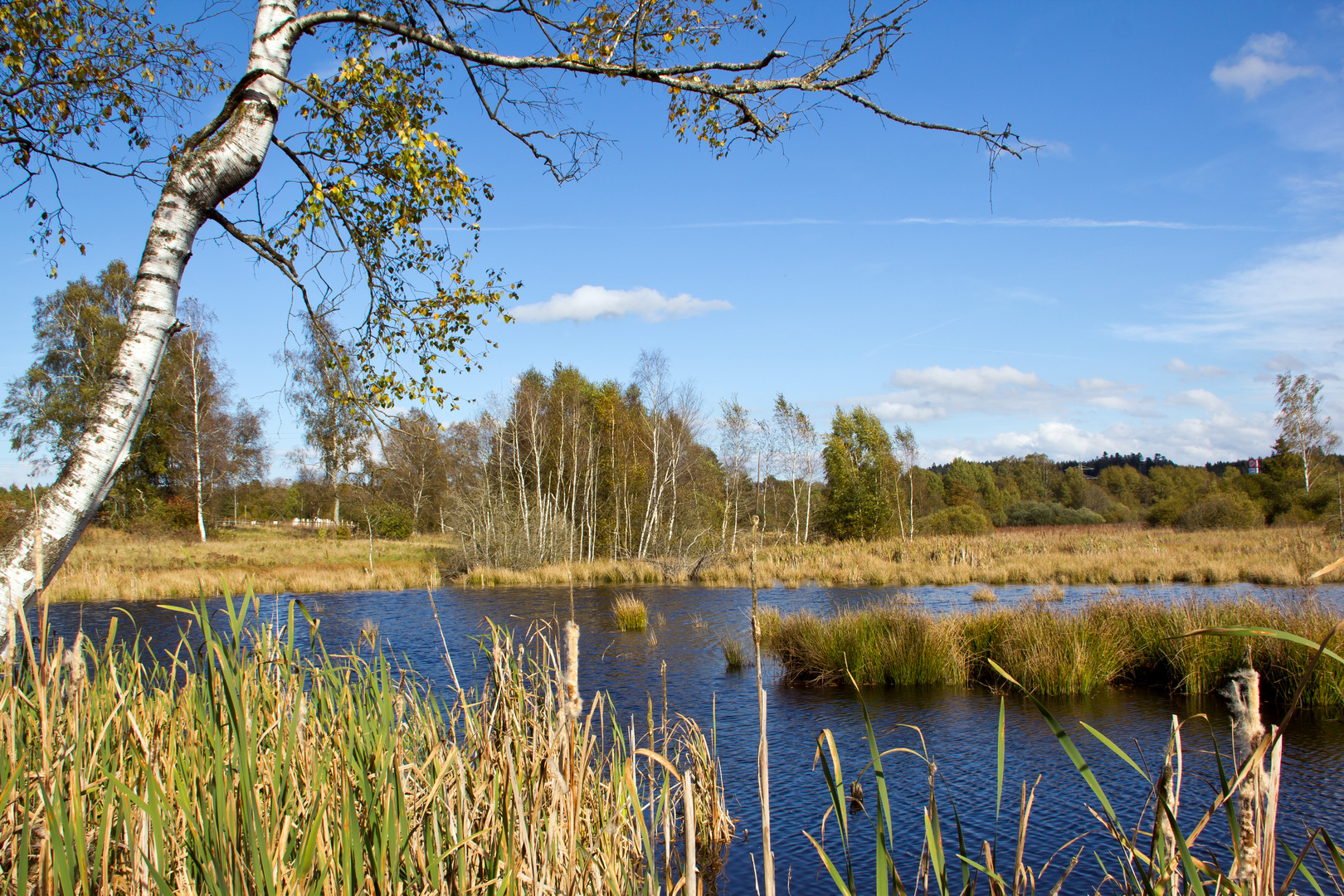 Schwenninger Moos 2