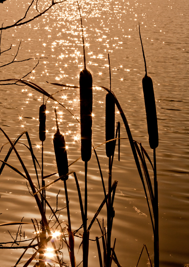 Schwenninger Moos ....