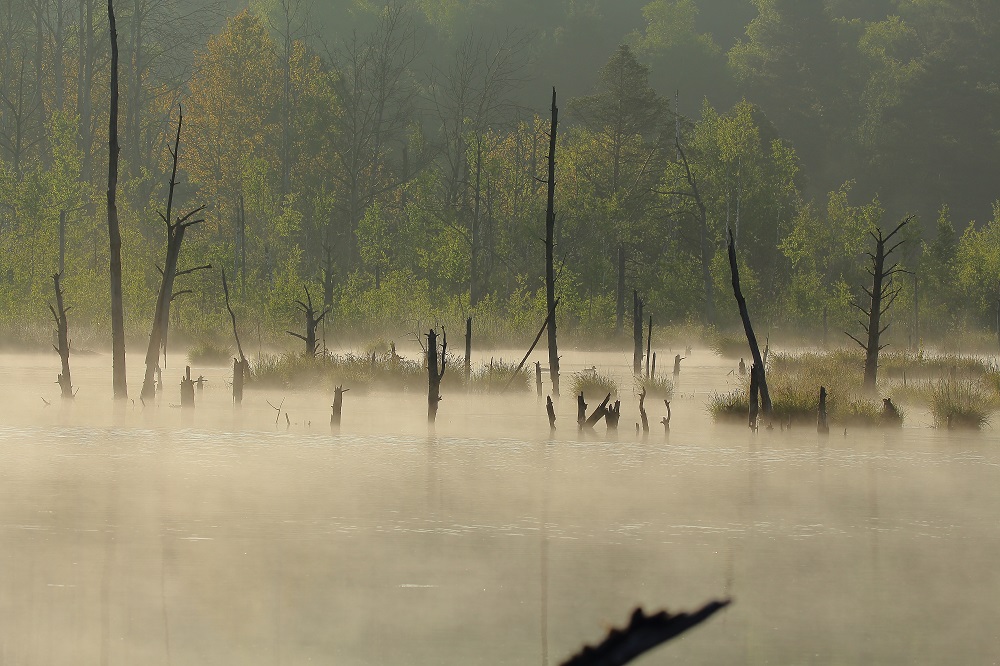 Schwenninger Moos am Morgen