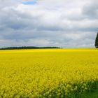 Schwenninger Moos auf dem Weg zum Neckar-Ursprung