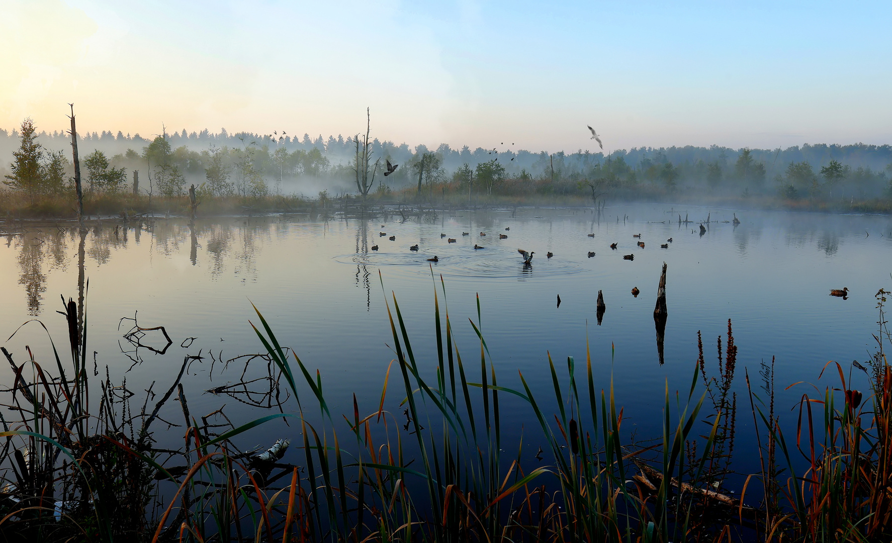 Schwenninger Moos